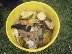 Balde con residuos orgánicos