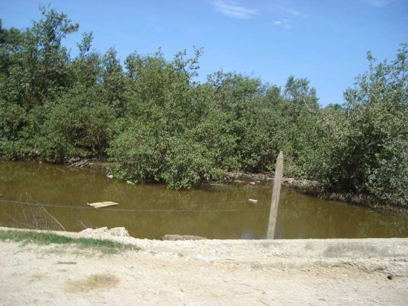 Borde de la carretera de acceso al Rincón, aguas del manglar con poco flujo, solo un puente comunicante con la otra parte subdividida del manglar.
